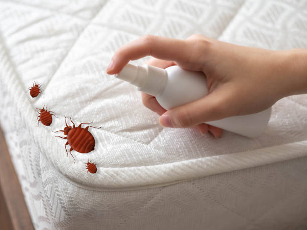 Best Termite Control Services  in Plains, TX