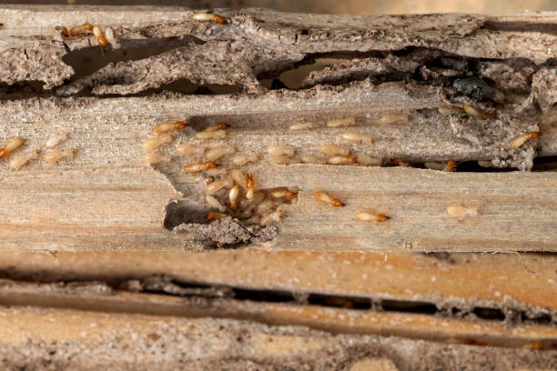 Best Insect Control  in Plains, TX